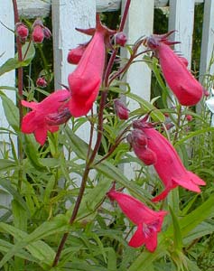 Garnet Penstemon