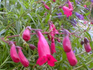 Garnet Penstemon