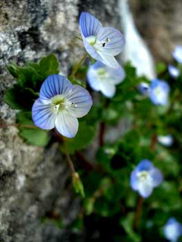 Persian Speedwell