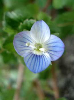 Persian Speedwell