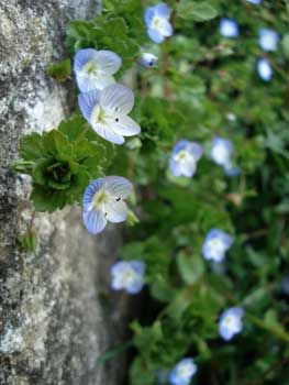 Persian Speedwell