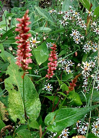 Persicaria