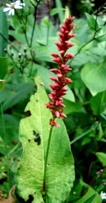 Persicaria