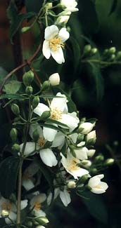 Lewis's Mock Orange Opening Buds