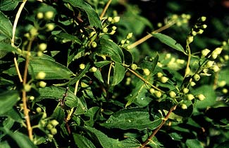 Lewis's Mock Orange in Bud