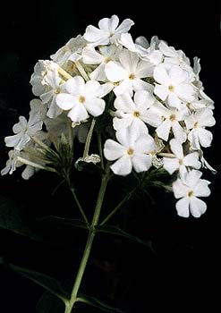 White Phlox