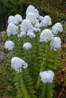 White Phlox