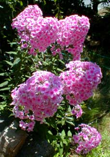 Mrs. Pepper Phlox