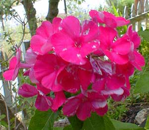 Starfire Phlox