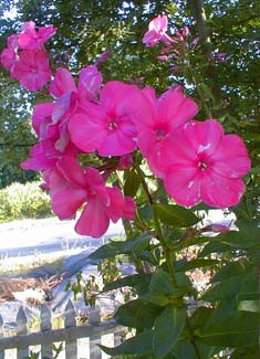 Starfire Phlox