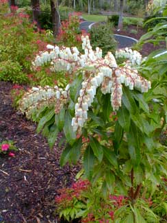 Pieris