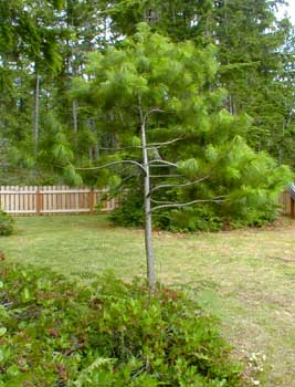 Western White Pine