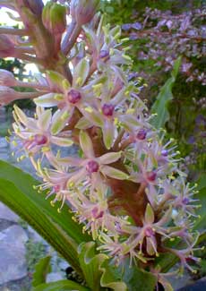 Pineapple Lily