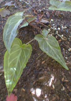 Sweet Arum