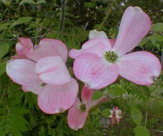 Pink Dogwood