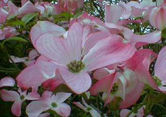 Pink Dogwood