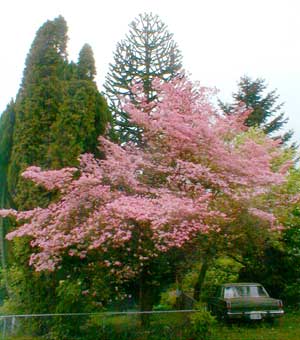 Pink Dogwood