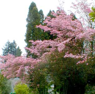 Pink Dogwood