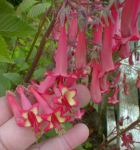 Pink Elf Cape fuchsia