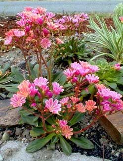 Siskiyou Lewisia