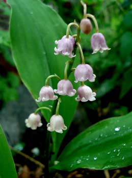 Pink LIly of the Valley