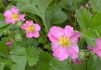 Ornamental Strawberry