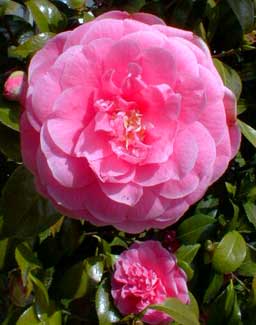 Camellia Pink Perfection