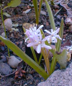 Rosy Squill