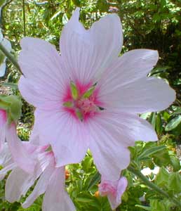 Tree Mallow