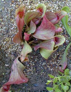 Carolina Veined Pitcher