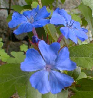 Plumbago