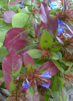 Plumbago