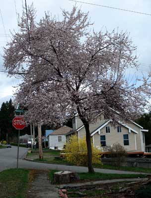 Purple-leaf Cherry Plum