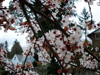 Purple-leaf Cherry Plum