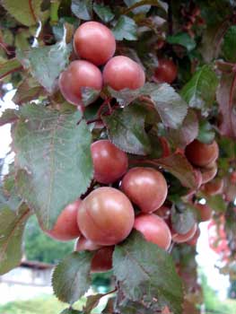 Purple-leaf Cherry Plum