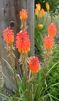 Red Hot Poker