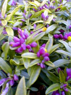 Polygala