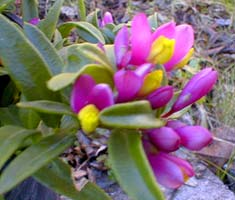 Polygala