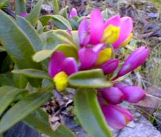 Polygala