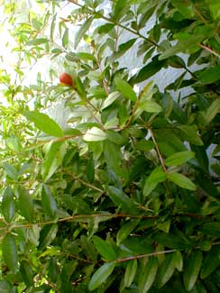 Dwarf Pomegrante