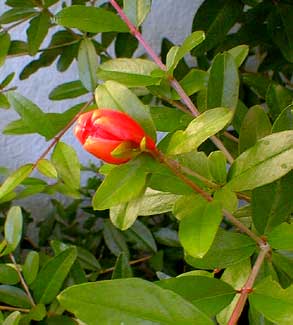 Dwarf Pomegrante