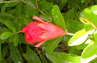 Dwarf Pomegrante