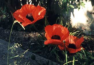 Red Poppy