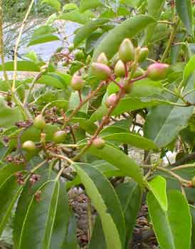 Portugal Laurel