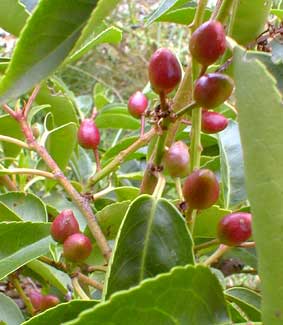 Portugal Laurel