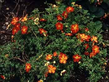 Potentilla