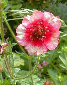 Cinquefoil