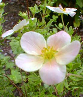 Growing, Selling and Propagating 'Pink Whisper' Potentilla