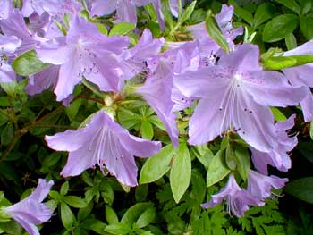 Korean Azalea