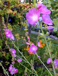 Prairie Mallow